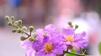 Mit lila Blüten