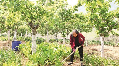 Làm giàu từ mô hình trồng rau xanh dưới tán cây ăn quả