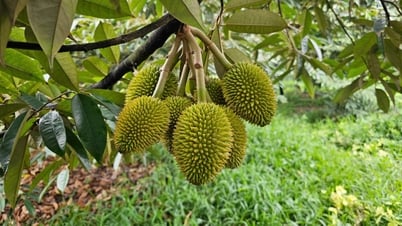 Giá sầu riêng hôm nay 14/6: Giảm nhẹ do ảnh hưởng thời tiết