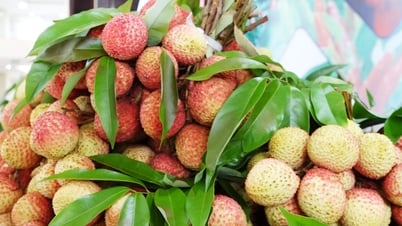 Bắc Giang tiếp tục triển khai công tác xúc tiến tiêu thụ vải thiều