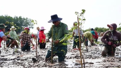 Organizing the Program "For a Green Vietnam"