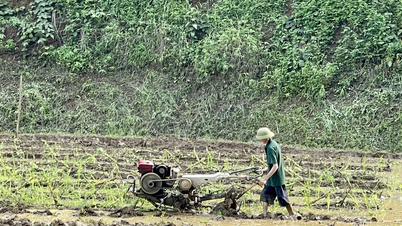 Bắc Kạn triển khai các phương án sản xuất vụ mùa năm 2025