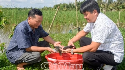 Tín hiệu tích cực từ dự án khôi phục nguồn lợi cá đồng
