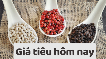 Giá tiêu hôm nay 14/6/2025: Kì vọng giá tăng trong nửa cuối năm 2025