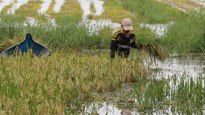 Ca Mau: Urgently draining water, saving nearly 2,000 hectares of flooded rice