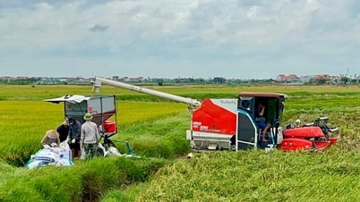 畑で売られる新米の価格は下がったが、農家は依然として利益を上げている
