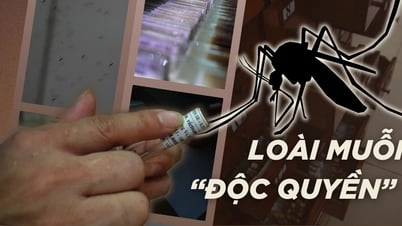 Khám phá bảo tàng lưu giữ loài muỗi duy nhất mang tên Việt Nam