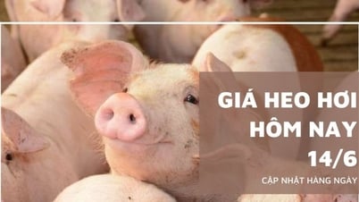 Giá heo hơi hôm nay 14/6: Miền Trung – Tây Nguyên và...