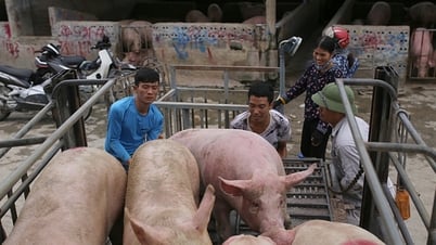 6월 15일 오늘 돼지 가격: 높은 수준을 유지