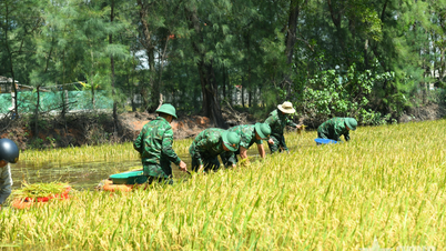 Cua Viet Border Guard Station helps people harvest rice and crops