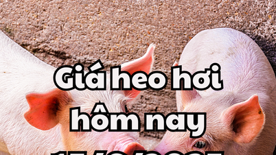 Giá heo hơi hôm nay 15/6/2025: Bình ổn trên cả nước