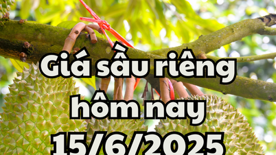 Giá sầu riêng hôm nay 15/6/2025: Cập nhật tình hình xuất khẩu tháng 6 mới nhất