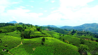 Màu no ấm nơi "thủ phủ" chè Mường Khương