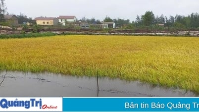 L'escadron 202 des garde-côtes aide les gens à récolter le riz