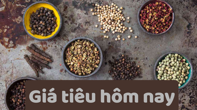 Giá tiêu hôm nay 15/6/2025: Tiếp tục giảm mạnh