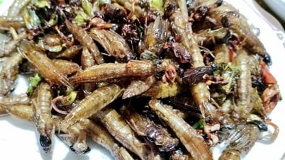Nhộng chuồn chuồn hương vị từ núi rừng