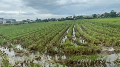 Nghệ An: Cảnh báo ổ sâu bệnh từ những cánh đồng lúa chét