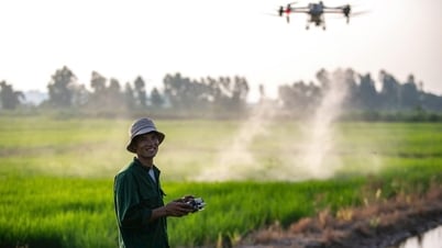 8x farmer in Nam Sach has been 'saving' abandoned fields for nearly a decade