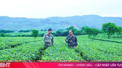 Issuing growing area codes - the "key" to standardizing agricultural production in Ha Tinh
