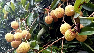 រដូវផ្កាលីឈី