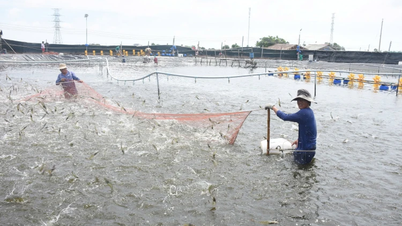 Thạnh Phú phát huy nội lực, chuyển dịch cơ cấu kinh tế