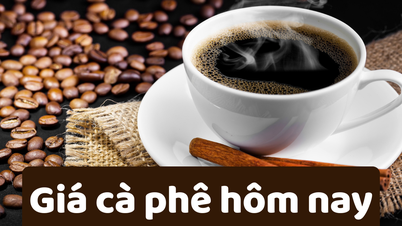 Giá cà phê hôm nay 15/6/2025: Giá giảm nhưng vẫn cao hơn năm ngoái