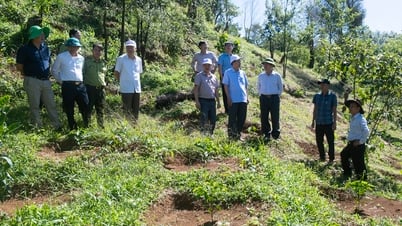 Checking the actual situation of cold-climate coffee and tea development in Kon Plong district
