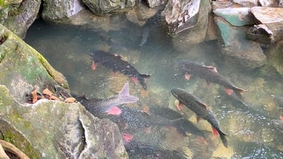 Strange 'magic fish stream' Thanh Hoa