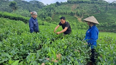 Yen Bai agricultural products from the perspective of supply chain