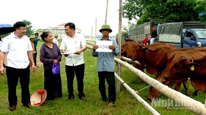 Yen Mo district hands over 30 breeding cows to poor and near-poor households
