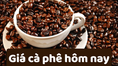 Giá cà phê hôm nay 16/6/2025: Giảm 7 tuần liên tiếp
