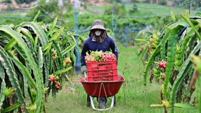 Cần đầu ra ổn định thanh long ruột đỏ tại Nam Hà