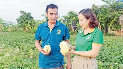 Cho đồng ruộng thêm xanh