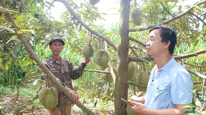 Hỗ trợ hợp tác xã nâng cao hiệu quả sản xuất kinh doanh