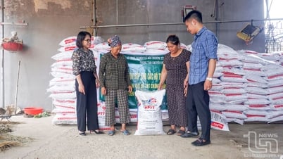 Xây dựng mô hình chăn nuôi bò thịt chứng nhận VietGAHP