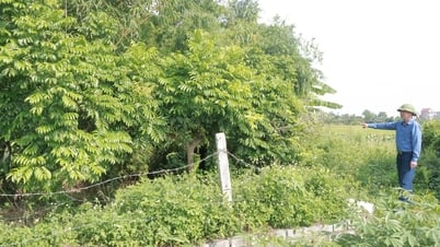 Kim Thành phủ xanh bãi rác