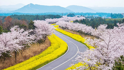 Du lịch Jeju tháng 4 ngắm hoa anh đào Hàn Quốc nở rộ