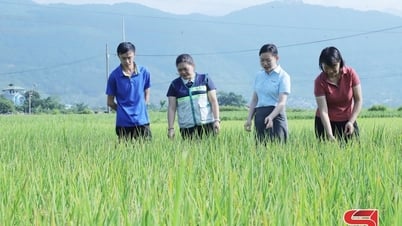 Lúa hữu cơ Phù Yên - điển hình nông nghiệp xanh