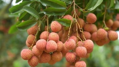 វៀតណាម​បាន​ជាប់​ចំណាត់​ថ្នាក់​ទី​ពីរ​ក្នុង​ការ​ផលិត​ផ្លែ​ល្មុត​ជា​សាកល​។
