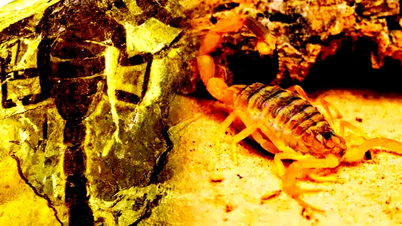 125 million year old scorpion fossil discovered