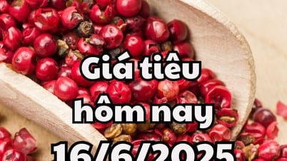 Precio de la pimienta hoy 16 de junio de 2025 último: 2 provincias mantienen el nivel más alto después de la disminución
