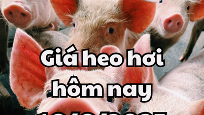 Giá heo hơi hôm nay 16/6/2025 đầu tuần lặng sóng trên cả nước