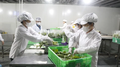 Huyện Phú Giáo: Nâng tầm sản phẩm OCOP