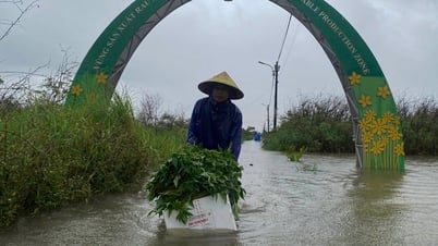 Instructions for plant care due to the impact of storm No. 1