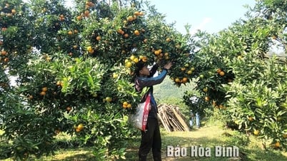 ប្រសិទ្ធភាពនៃសាខា និងគំរូសមាគមវិជ្ជាជីវៈនៅស្រុក Tan Lac