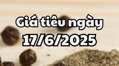 뉴스, 2025년 6월 17일 내일 고추 가격 전망은 새로운 바닥으로 계속 하락하고 있습니다.