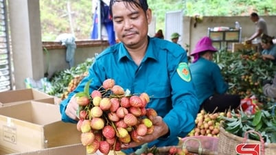 Mùa vải ngọt ở Mường Bú