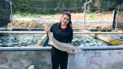 ក្មេងស្រី Muong រកចំណូលបានរាប់ពាន់លានពីការចិញ្ចឹមត្រី "Noble" នៅលើកំពូលភ្នំ
