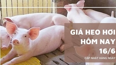 Precio del cerdo hoy 16 de junio: se mueve lateralmente en los tres...