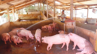 Hiệu quả chính sách hỗ trợ di dời cơ sở chăn nuôi ra khỏi khu vực không được phép chăn nuôi trên địa bàn tỉnh